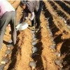 سوپرجاذب کشاورزی پیشرفته؛ یک قدم جلوتر از کم‌آبی!