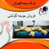 فروش و پرورش جوجه مرغ گوشتی - طیور - طیور