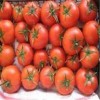 قیمت بذر گوجه فرنگی 6189 سانسید