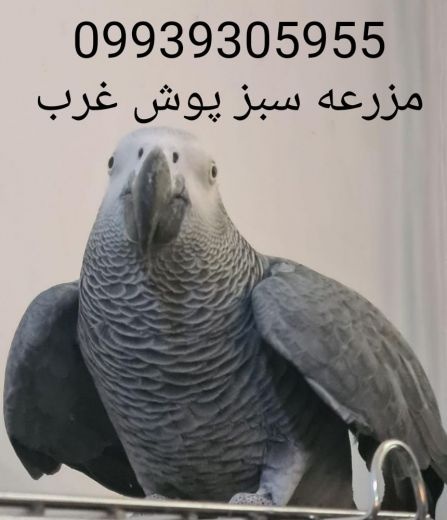 فروش تخم نطفه دار/فروش تخم نطفه دار کاسکو