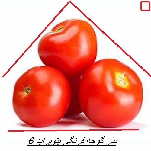 فروش بذر گوجه پتو پراید 6