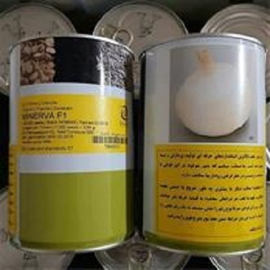 فروش بذر پیاز سفید مینروا