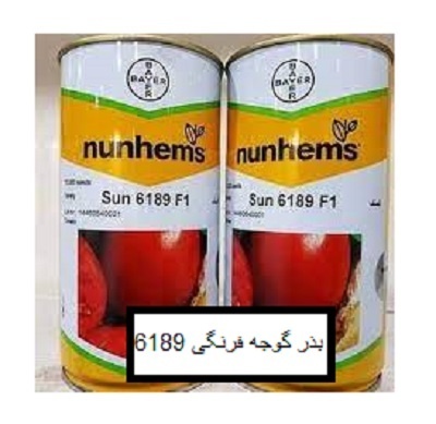 بذر گوجه فرنگی 6189 سانسید باسف