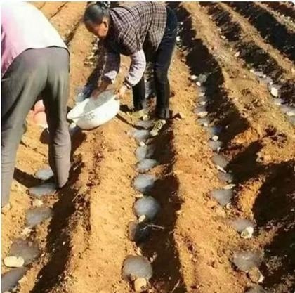 سوپرجاذب کشاورزی پیشرفته؛ یک قدم جلوتر از کم‌آبی!