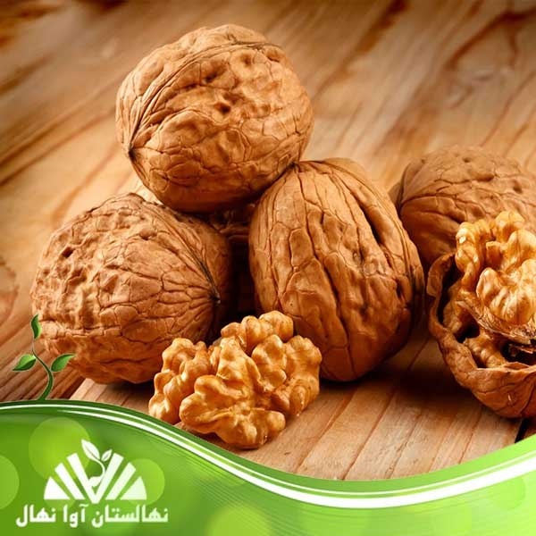 فروش نهال گردو اصلاح‌شده با باردهی تضمینی ????
