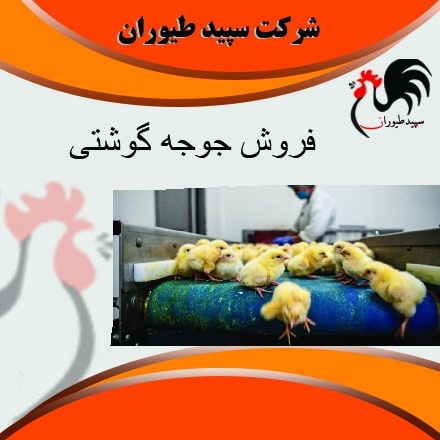 فروش و پرورش جوجه مرغ گوشتی - طیور - طیور
