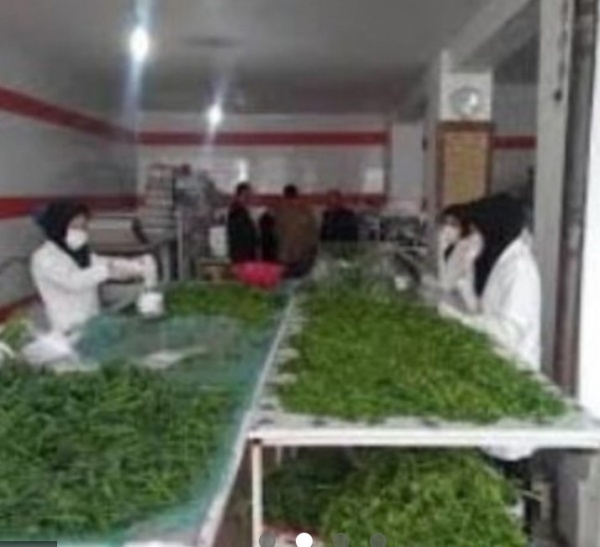 سبزی اماده کرامانشاه