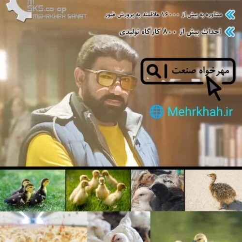 جوجه گوشتی جوجه بومی جوجه تخم گذار