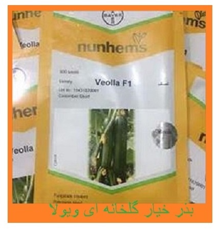 قیمت بذر خیار ویولا