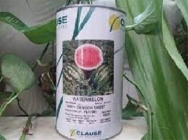 بذر هندوانه کلوز