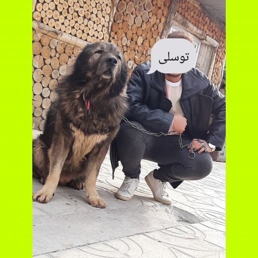 فروش سگ قفقازی درشت اصیل روسیه ای