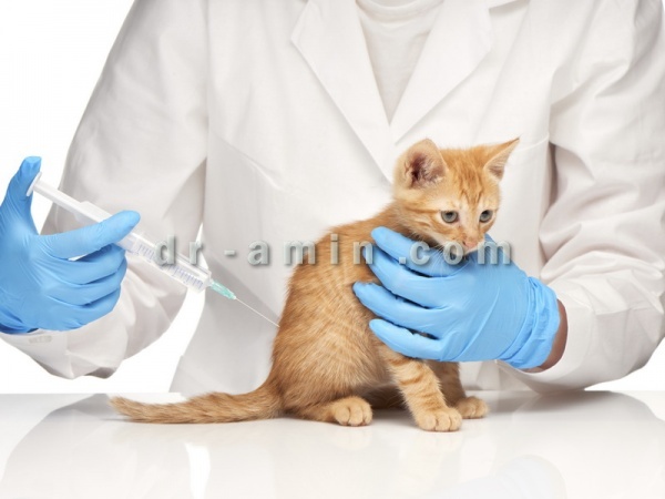 ‎واکسن گربه سه گانه