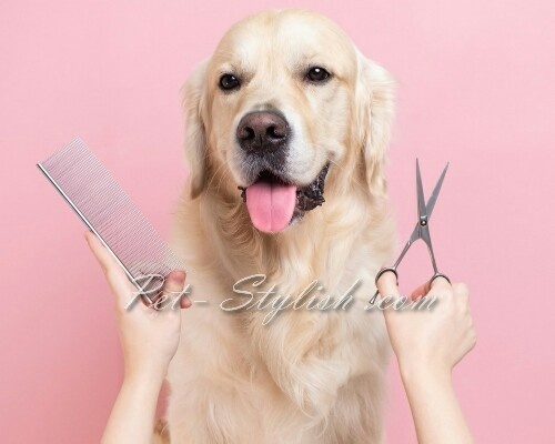 آرایش مدل دار موی سگ