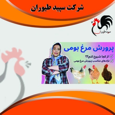 پرورش جوجه - جوجه مرغ بومی گلپایگانی - طیور - طیور
