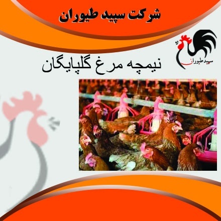 جوجه مرغ بومی نیمچه ، پرورش جوجه مرغ ، طیور - طیور