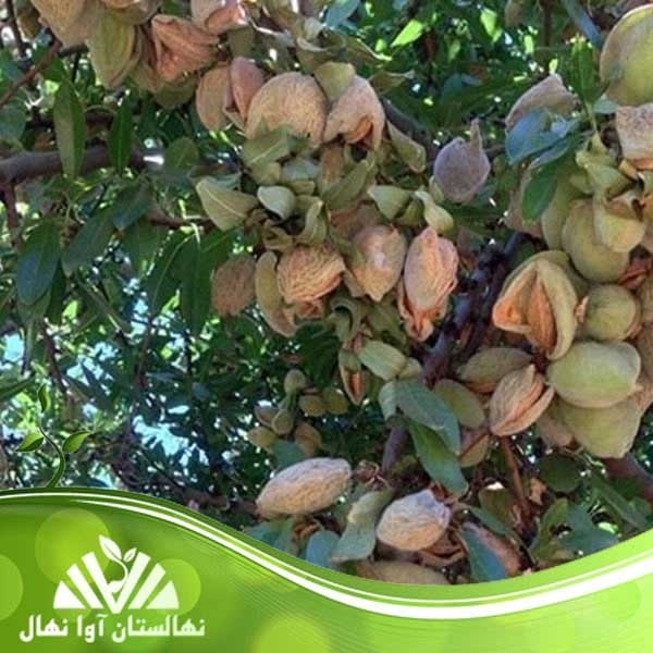 فروش ویژه نهال بادام زودبازده با کیفیت صادراتی
