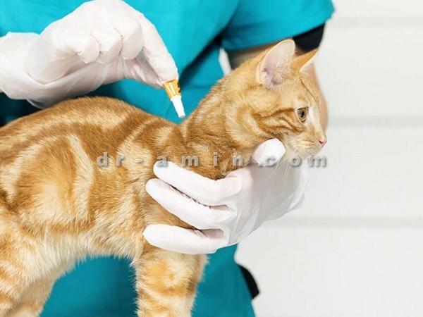 واکسن سه گانه گربه